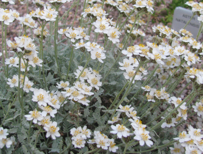 Achillea 'Huteri'